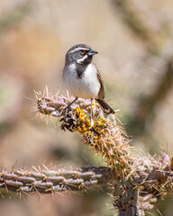 Wall Mural - Black-throated Sparrow on Cholla