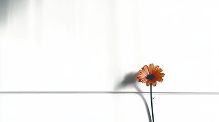 Poster - Bright Orange Flower Standing Boldly Against a Minimalist White Background During Afternoon Light