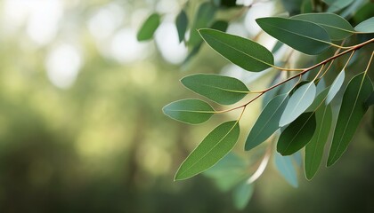 eucalyptus leaves branch eucalyptus tree nature background
