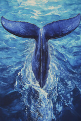 Wall Mural - whale