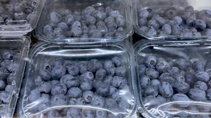 Wall Mural - Fresh blueberries in transparent plastic trays displayed on the greengrocer's counter for sale, tracking shot on blueberries