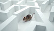 © Ksenia Pestereva - A curious rat engaged in play within a maze in a white laboratory, showcasing its intelligent behavior and agility during scientific exploration.