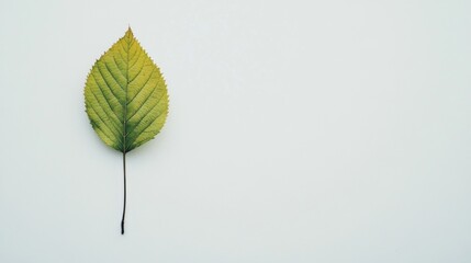 Wall Mural - Single autumn leaf on white background.