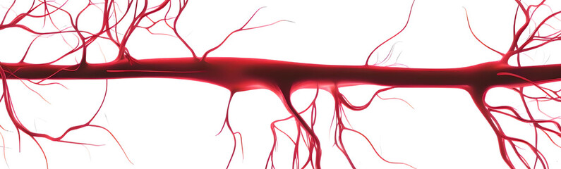 Abstract red blood vessel structure  
