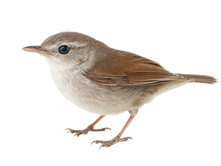 Cetti's warbler bird isolated over transparent background for ornithology and nature-themed design projects, PNG cut-out