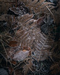 Wall Mural - Frosted autumn leaves and ferns close-up