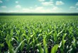 © sandra - digital corn pr sky digital plants green modern overlay blue data cornfield