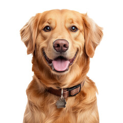 Wall Mural - Smiling golden retriever posing happily