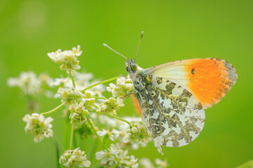 Wall Mural - Anthocharis cardamines Orange tip male butterfly resting in sunlight