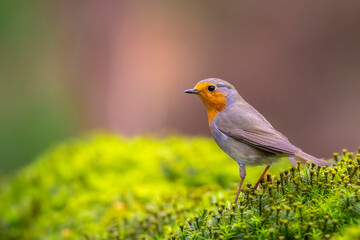 Wall Mural - European robin Erithacus rubecula foraging in a forest