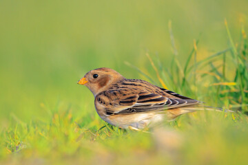 snow bunting female bird, Plectrophenax nivalis, foraging in grass