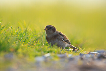 snow bunting female bird, Plectrophenax nivalis, foraging in grass