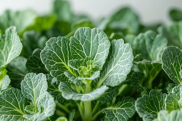 Lush Green Baby Cabbage Plants Growing Close Up