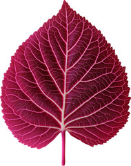 Wall Mural - coleus leaf