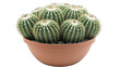 © Shasa - cactus in pot on white background