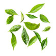© Iftikhar alam - Fresh green tea leaves scattered on a transparent background showcasing their vibrant colors and varied shapes, Tea leaves on transparent background