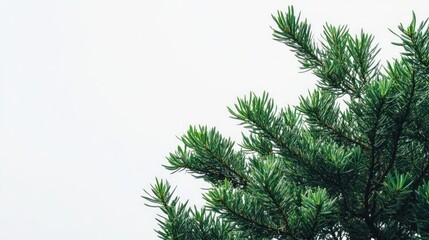 Lush green pine tree branch against a white background.