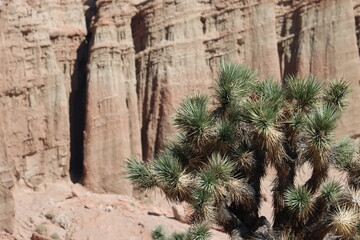 Wall Mural - Western Mohave Alimentum, Yucca Brevifolia, a brilliant native arborescent shrub providing critical shade during Summer in harsh environment of the Southern El Paso Mountains, Western Mojave Desert.