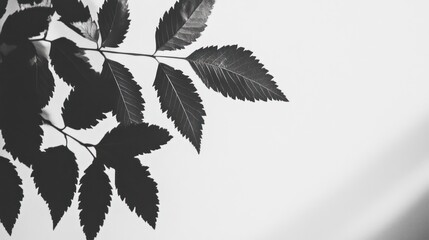 Canvas Print - Monochrome leaf branch silhouette against a bright background.