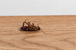 © JJ Gouin - Dead Oriental cockroach on floor. Pest control, bug infestation and food safety concept.