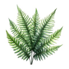 Wall Mural - Watercolor Painting of a Lush Green Fern Frond Isolated on White Background.