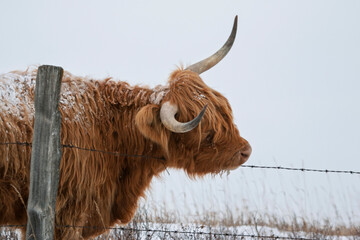 Wall Mural - High key rural landscape of a Highland cow with horns scratching on a barbed wire fence.