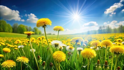 Wall Mural - Sunny meadow with vibrant dandelions and a clear blue sky, set against a soft green grassy backdrop, dandelions