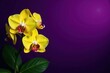 © Withun - Yellow orchid blooms against a dark rich purple background with lush greenery, garden, purple, foliage