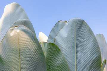 Sticker - Selective focus of green leaves in garden under blue sky, Calathea lutea or Mexican cigar plant is a species of flowering plant in the family Marantaceae, Nature pattern texture, Greenery background.