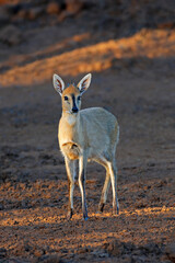 Wall Mural - a common duiker antelope (sylvicapra grimmia) in natural habitat, mokala national park, south africa