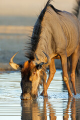 Wall Mural - portrait of a blue wildebeest (connochaetes taurinus) drinking water, kalahari desert, south africa.