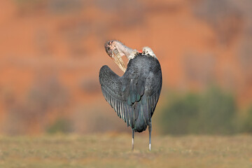 Wall Mural - a marabou stork (leptoptilos crumeniferus) in natural habitat, chobe national park, botswana.