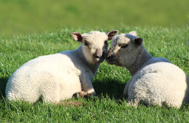 sheep and lamb