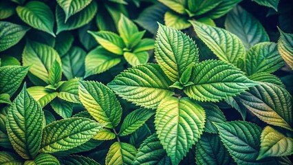 Wall Mural - Vintage Close-Up Lush Green Leaves, Botanical Nature Photography