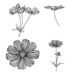 hand drawn flowers, cosmos