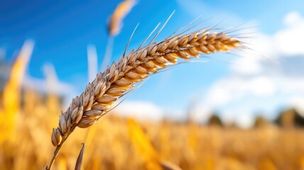 Wall Mural - close-up of ripe wheat spike in sunny field