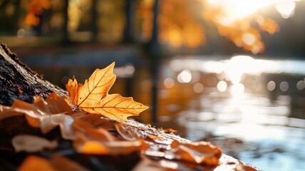 Wall Mural - close-up of golden autumn leaves near reflective water body at sunset