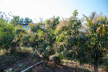 Wall Mural - The mango bouquet or mango flower is blooming full on the mango trees in the garden