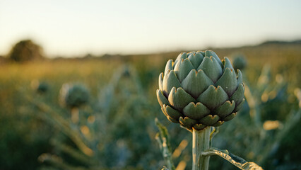 Wall Mural - Green Artichokes Growing on Farm Field, Farming and Agriculture, Organic Vegetables and Farm to Table Concept