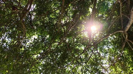 Wall Mural - Tree branches with sunray , in the morning  Chiangmai  Thailand.