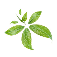 Green tea leaves isolated on transparent background. (.PNG)