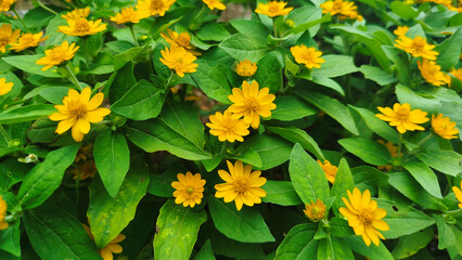 Butter Daisy or yellows of melampodium flower with green leaf. for background and copy space