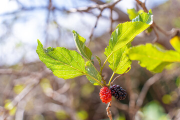 ripe black and unripe red. mulberries on branch tree or morus alba during may in a garden in vietnam