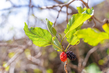 Ripe black and unripe red. Mulberries on branch tree or Morus alba during may in a garden in Vietnam.