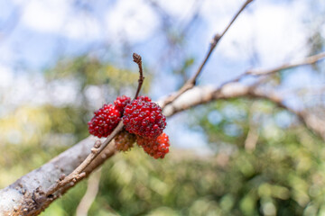ripe black and unripe red. mulberries on branch tree or morus alba during may in a garden in vietnam