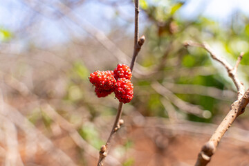 ripe black and unripe red. mulberries on branch tree or morus alba during may in a garden in vietnam
