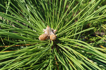 Wall Mural - Very beautiful long green needles Crimean fluffy pine (Pinus pallasiana or Pinus Nigra Pallasiana) in Novorossiysk. Close-up