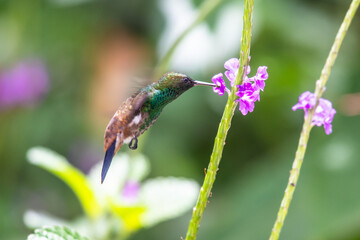 Wall Mural - hummingbird(trochilidae)flying gems ecuador costa rica panama