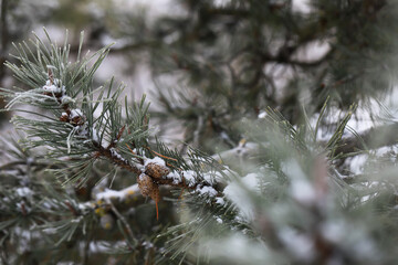 Canvas Print - Close-Up of Snow-Dusted Evergreen Branches in Winter Forest