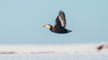 Wall Mural - A dark brown duck with light yellow head soars through a light blue sky over a snowy landscape.